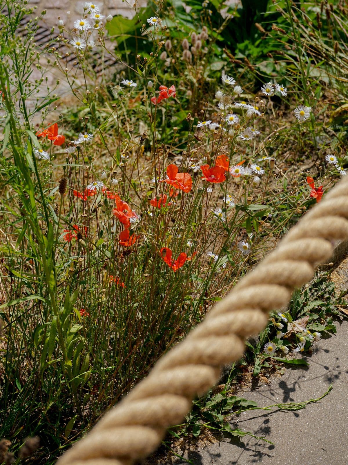 Mohnblumen und Margeriten am Tau neben dem Weg